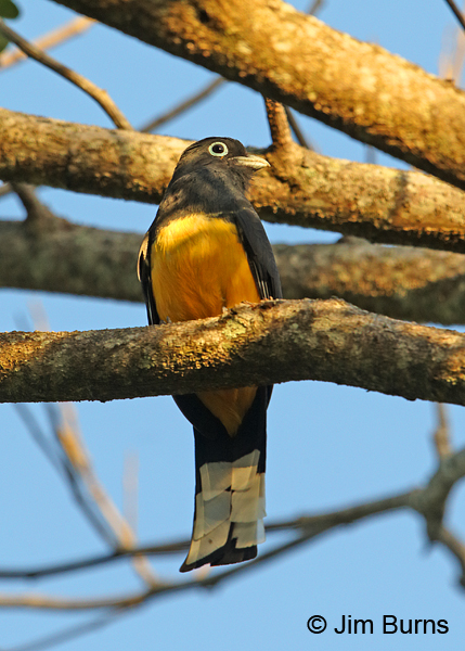 Black-headed Trogon male, Cerro Lodge