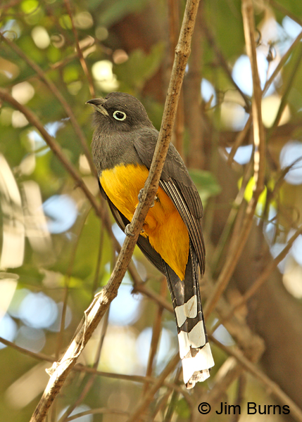 Black-headed Trogon female searching for caterpillars