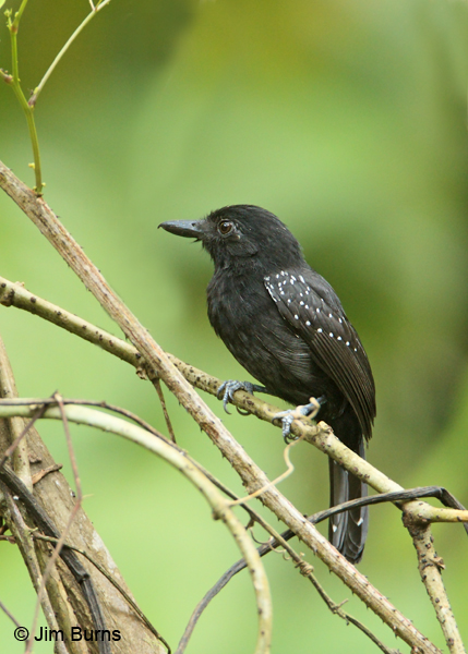 Black-hooded Antshrike male