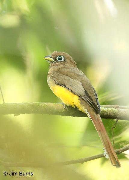 Black-throated Trogon female
