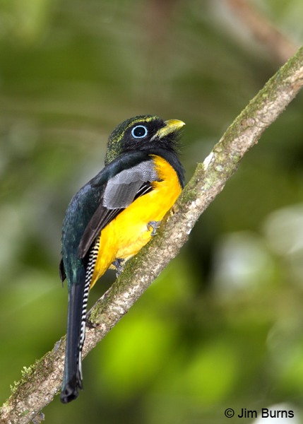 Black-throated Trogon male
