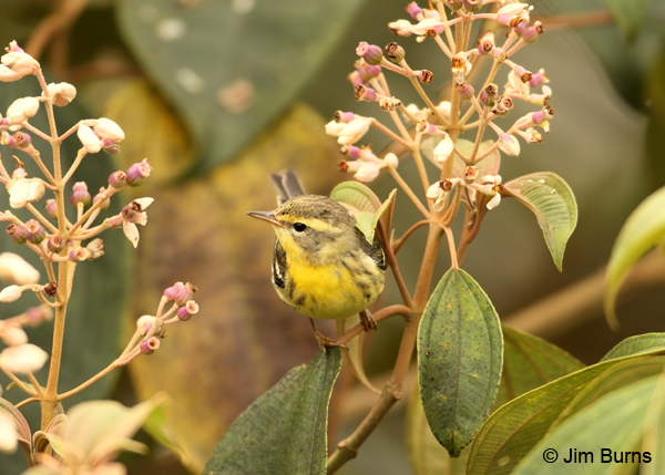 Blackburnian Warbler 1st winter female
