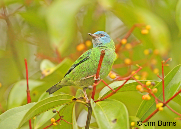 Blue Dacnis female