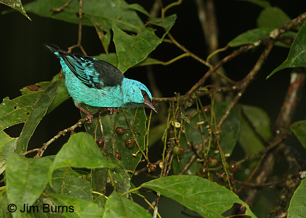 Blue Dacnis male on figs