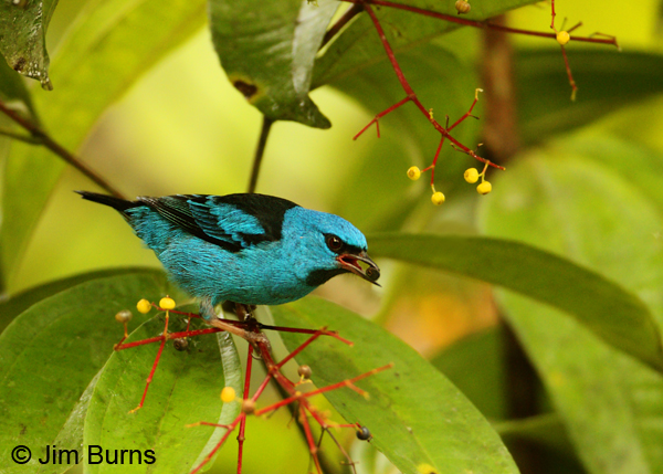Blue Dacnis male with berry
