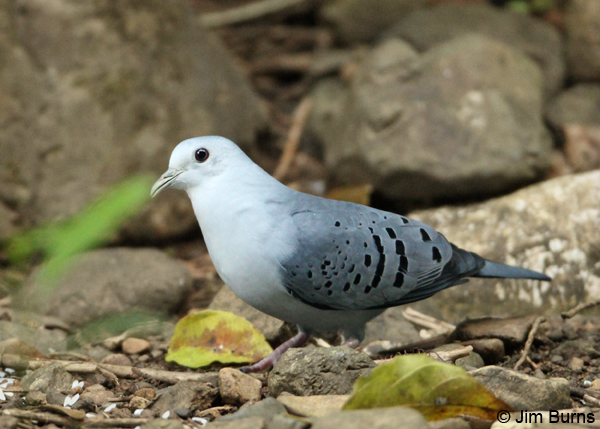 Blue Ground-Dove