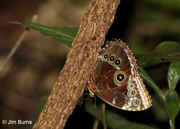Blue Morpho (Morpho granadensis)
