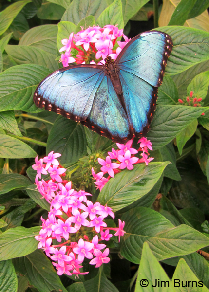 Blue Morpho open on flowers