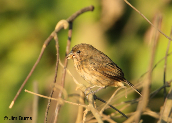 Blue-black Grassquit female