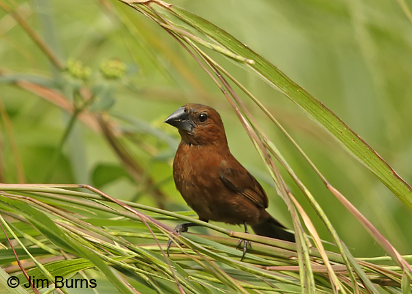 Blue-black Grosbeak female