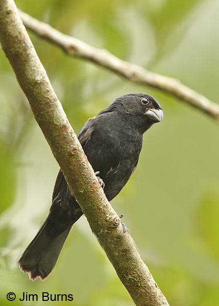 Blue-black Grosbeak male