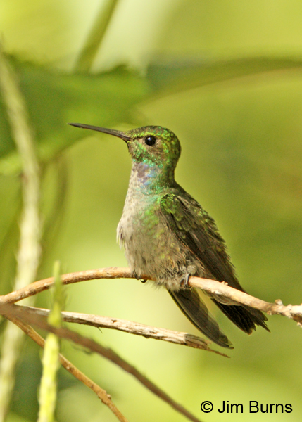 Blue-chested Hummingbird male