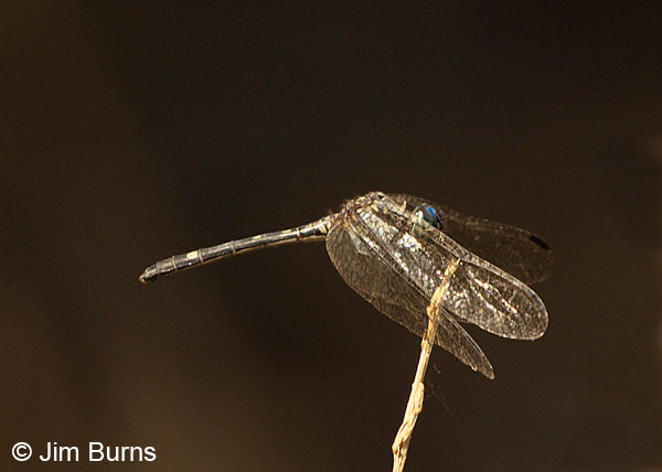 Blue-eyed Setwing female, Orotina, CR, December 2013
