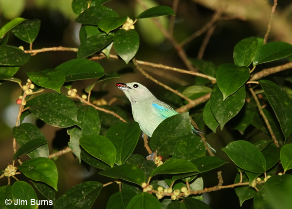 Blue-gray Tanager with berry