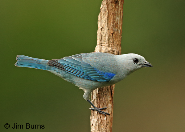 Blue-gray Tanager