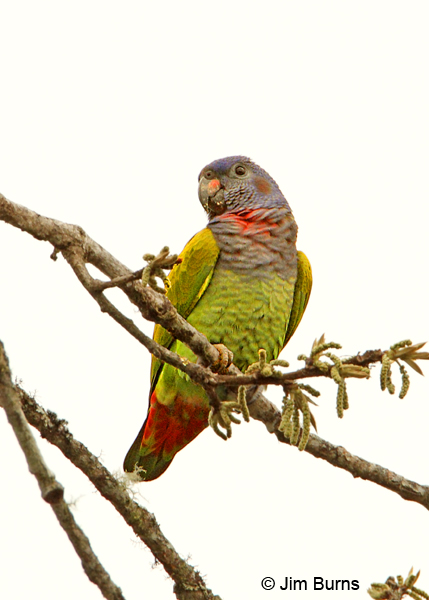 Blue-headed Parrot