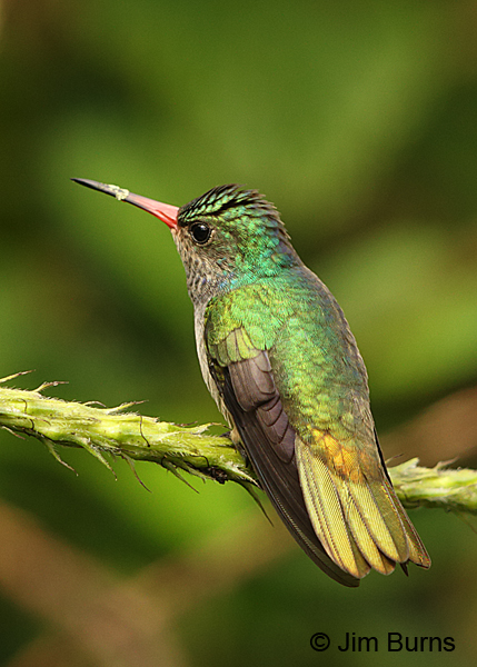 Blue-throated Goldentail, Arenal
