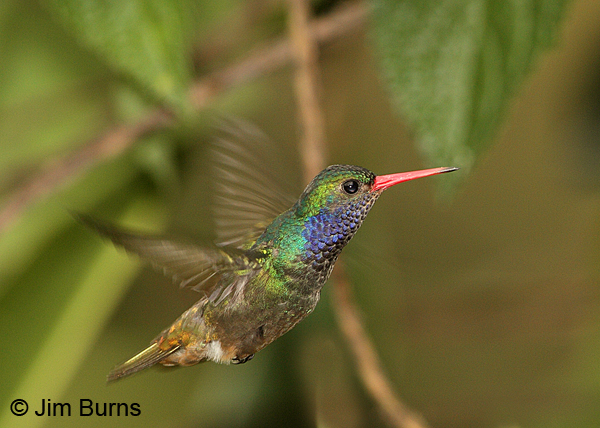 Blue-throated Goldentail hovering