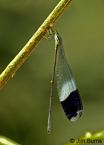 Blue-winged Helicopter male, Guapiles, CR, December 2017