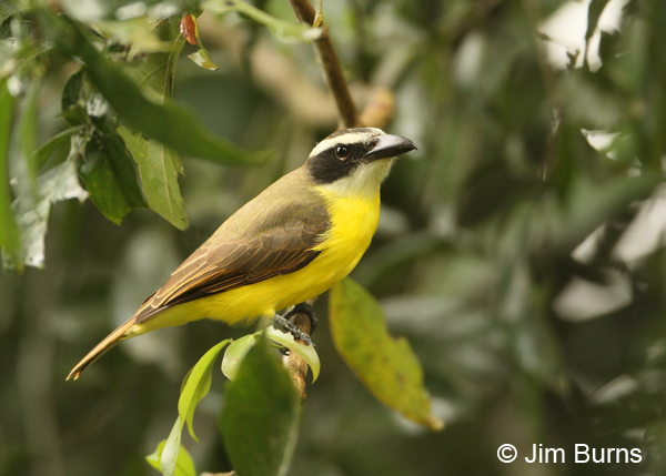 Boat-billed Flycatcher