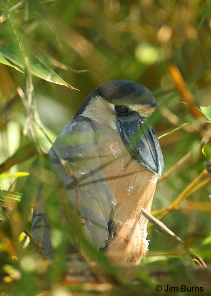 Boat-billed Heron close-up
