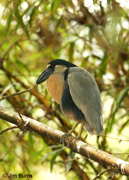 Boat-billed Heron