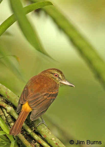 Bright-rumped Attila