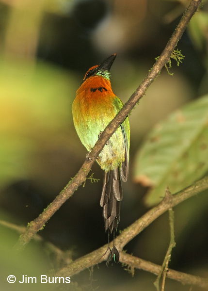Broad-billed Motmot ventral view