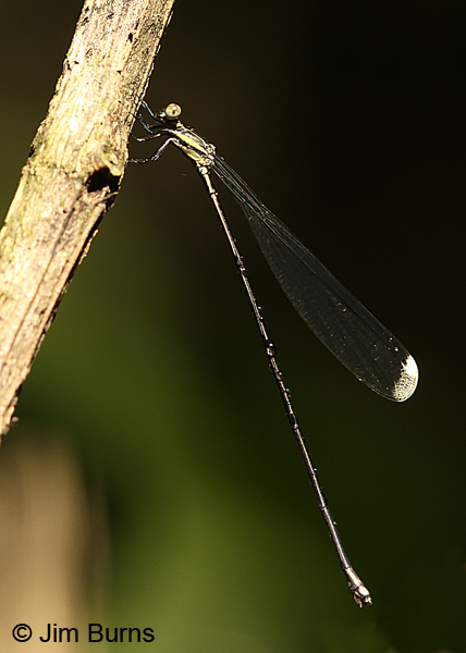 Bromeliad Helicopter female, Guapiles, CR, December 2017