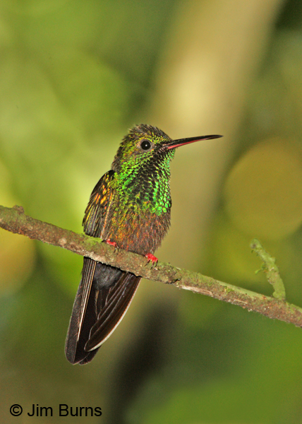 Bronze-tailed Plumeleteer male