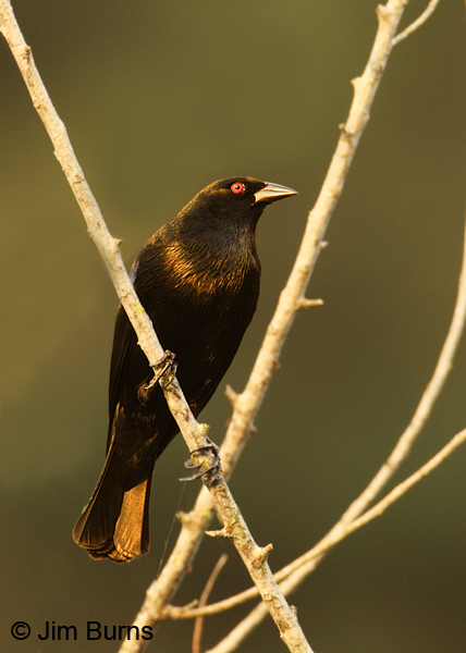 Bronzed Cowbird male