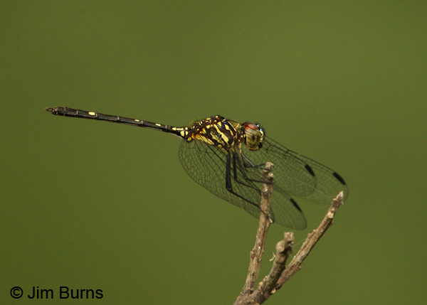 Brown Setwing male, Solimar, CR, December 2013