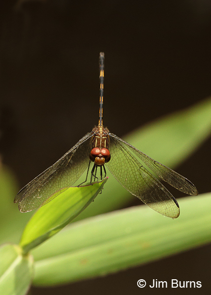 Brown Setwing male dorsal view, Cano Negro, CR, August 2014