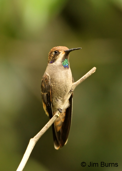 Brown Violet-ear immature male