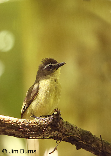 Brown-capped Tyrannulet