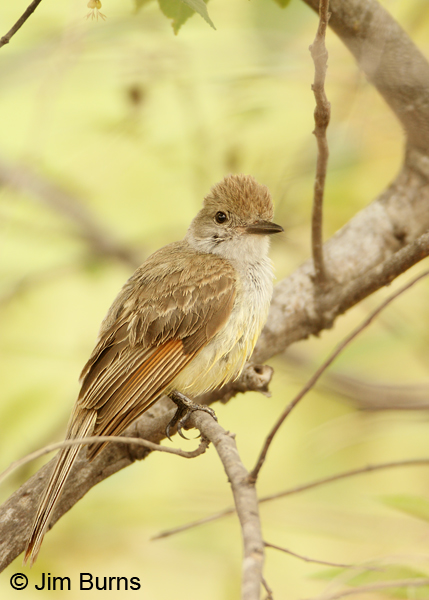 Brown-crested Flycatcher