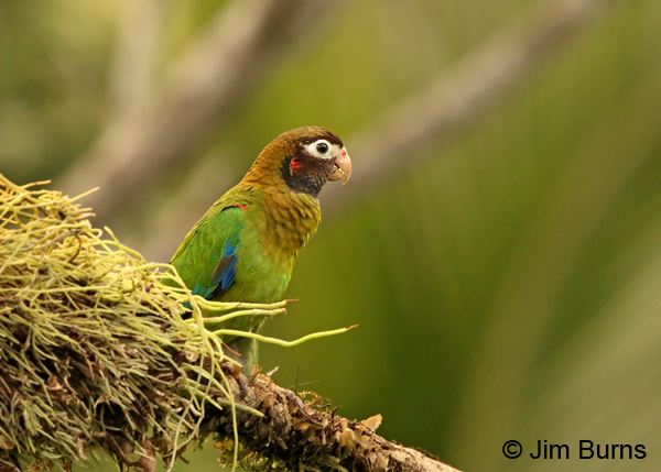 Brown-hooded Parrot