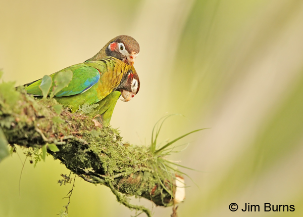 Brown-hooded Parrots allopreening