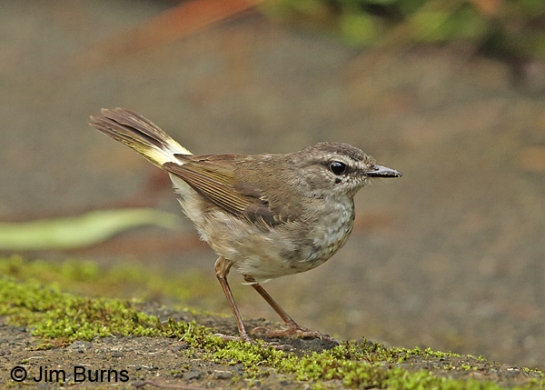 Buff-rumped Warbler ventral view
