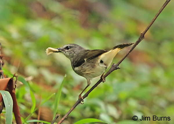 Buff-rumped Warbler with moth