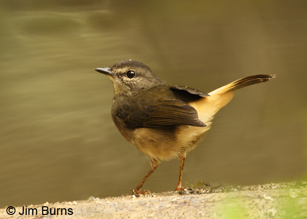 Buff-rumped Warbler