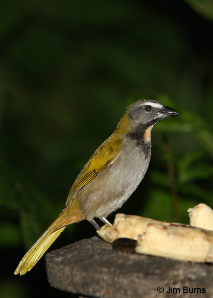 Buff-throated Saltator at bananas