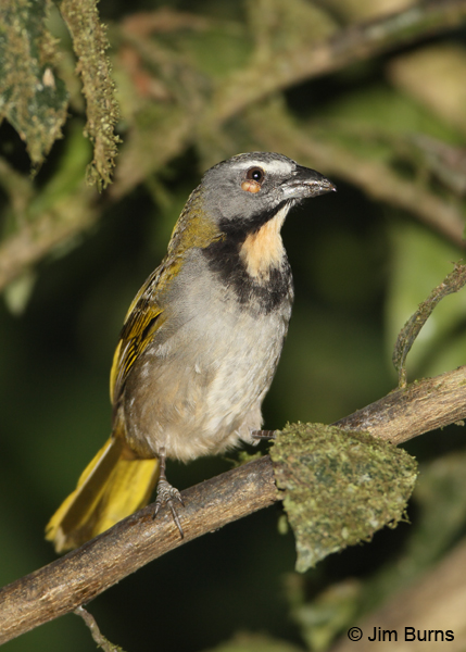 Buff-throated Saltator with eye disease