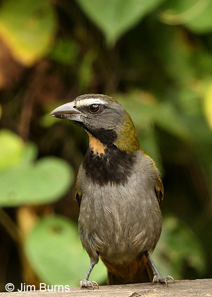 Buff-throated Saltator