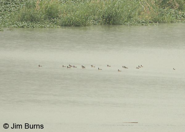 Canvasback, first Costa Rican record, 12/23/11