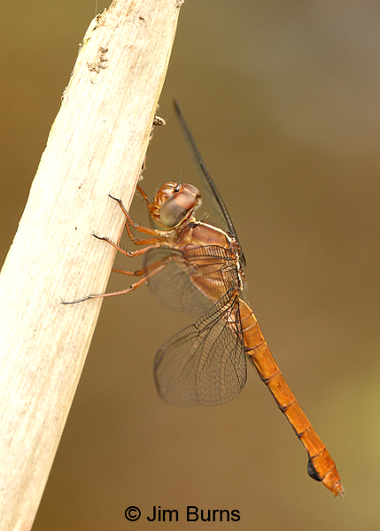 Carmine Skimmer female, Turrialba, CR, August 2014