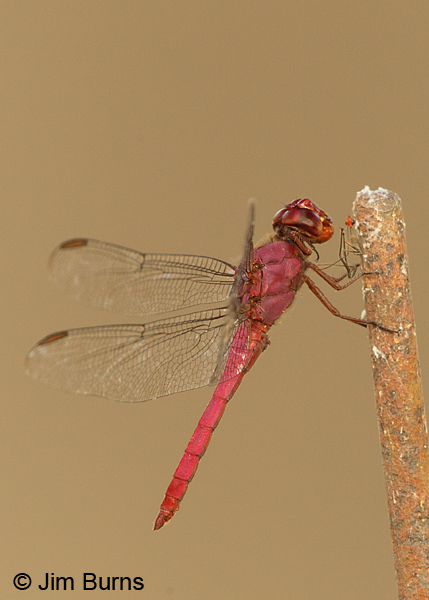 Carmine Skimmer male with red insect, Solimar, CR, December 2013