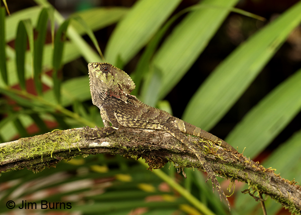 Casque-headed Lizard