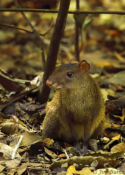 Central American Agouti--4946