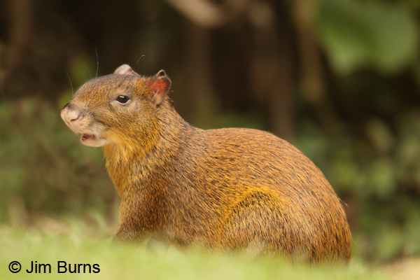 Central American Agouti close-up